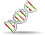 DNA Molecule