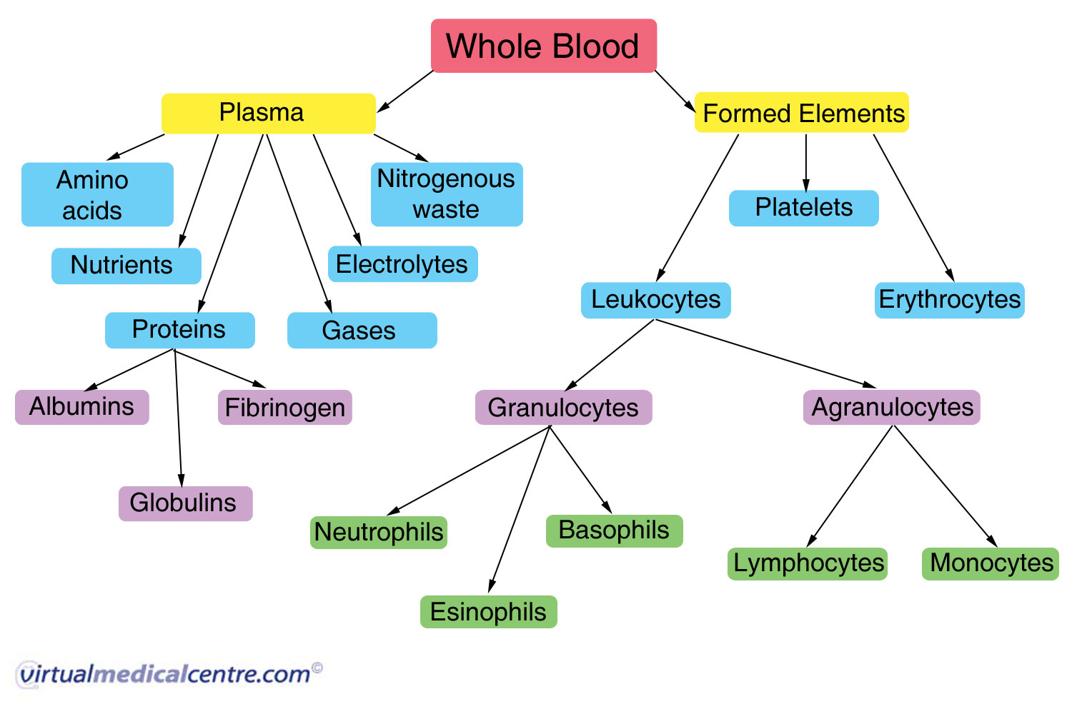Human Blood Flow Chart