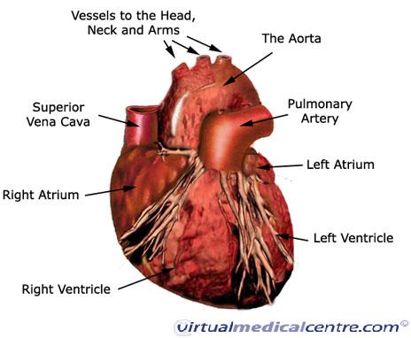 Cardiovascular System Heart Anatomy Healthengine Blog