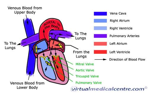heart: Exercise 27 Heart Structure And Function