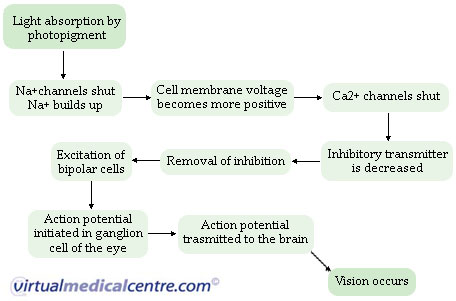 Physiology Of Sight In Flow Chart