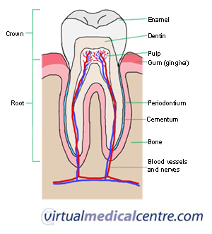 Teeth Anatomy Adult Teeth Permanent Dentition Healthengine Blog